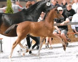 dressage horse Hengst von Santiago / Top Debino (German Riding Pony, 2015, from Santiago)