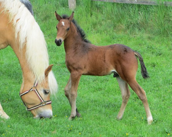 Dressurpferd Soleil (Deutsches Reitpony, 2022, von Santiago)