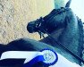 dressage horse Great Surprice (Oldenburg, 2017, from Grey Flanell)