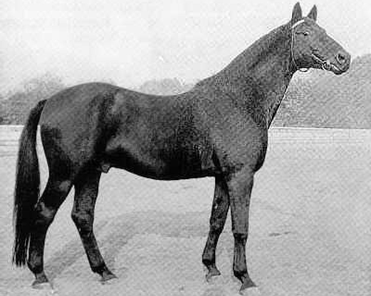 Deckhengst Kosmos (Trakehner, 1956, von Hansakapitän)