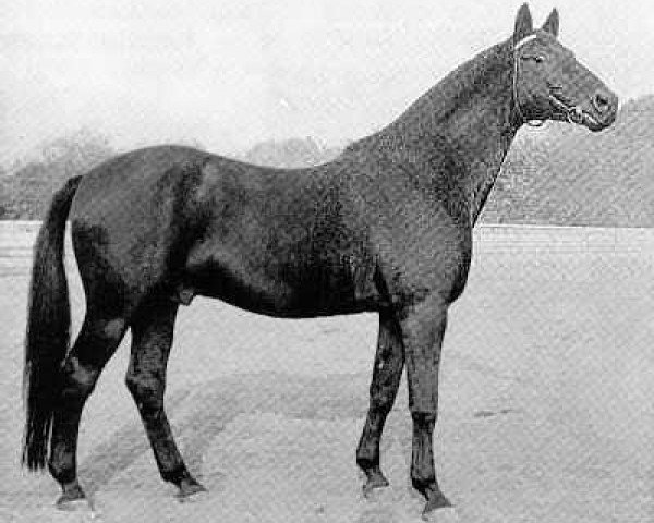 stallion Kosmos (Trakehner, 1956, from Hansakapitän)