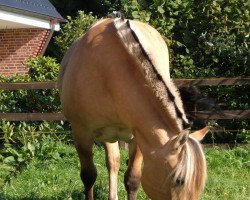 broodmare Mona (Fjord Horse, 1996)