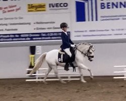 dressage horse Salvador's Sahib (Welsh mountain pony (SEK.A), 2009, from Shergar)