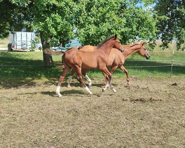 jumper Gina JJ (German Sport Horse, 2022, from Global Champion Tn)