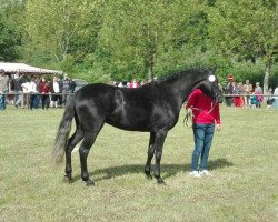 dressage horse Soraya (Deutsches Reitpony, 2014, from Santiago)