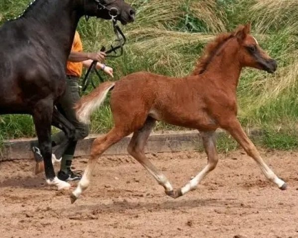 Zuchtstute Sunshine 572 (Deutsches Reitpony, 2006, von Santiago)