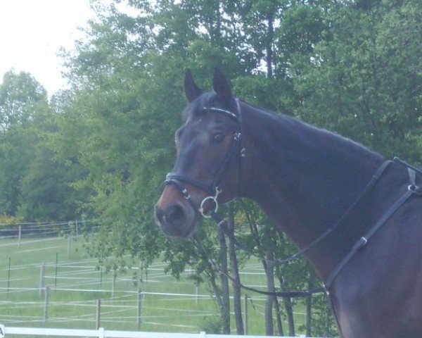 horse Jerico (KWPN (Royal Dutch Sporthorse), 1991, from Enrico AA)
