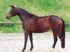 broodmare Kaiserjagd II (Trakehner, 1998, from Alter Fritz)