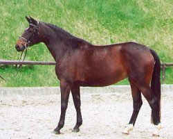 broodmare Kaiserjagd II (Trakehner, 1998, from Alter Fritz)