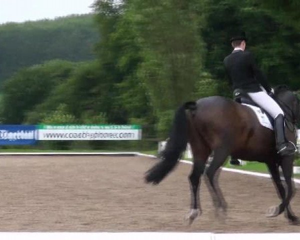 stallion Riedinger (Hanoverian, 2001, from Rubinstein I)