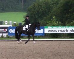 dressage horse Diamonds Dream (Westphalian, 2001, from Dream of Glory)