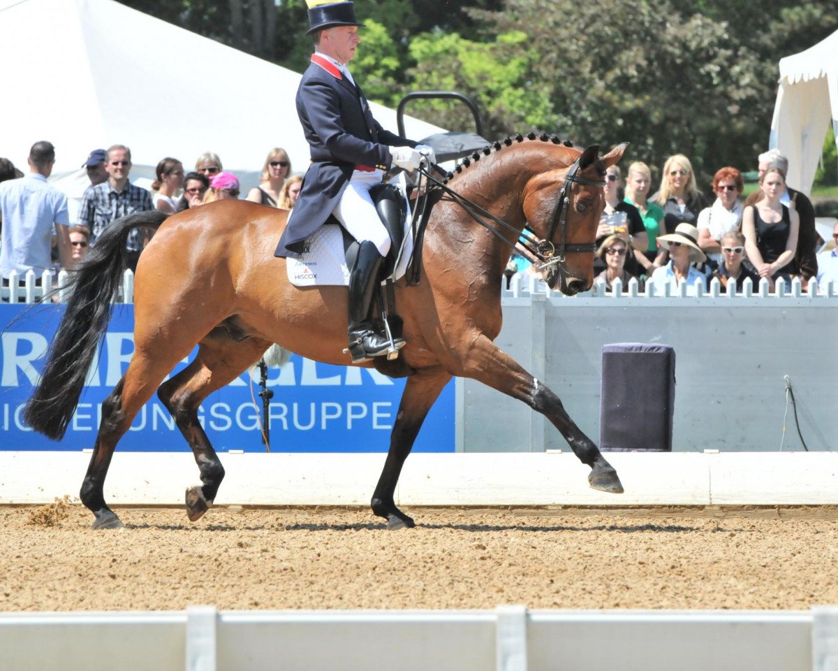 dressage horse Hiscox Artemis (Westphalian, 1999, from Florestan I)