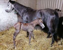 Pferd Nizza (Deutsches Reitpony, 2022, von Fs Numero Uno)