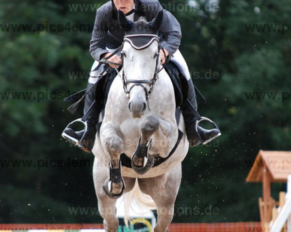 jumper Canturo T (German Sport Horse, 2007, from Canterbury)