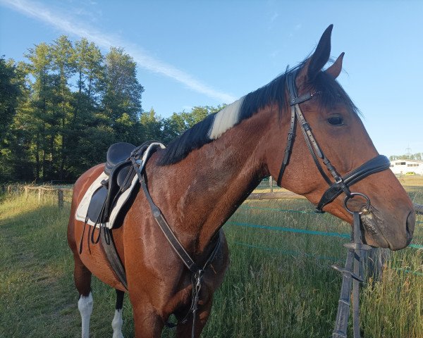 Pferd Jamajkas Hedwig (Malopolska, 2017)