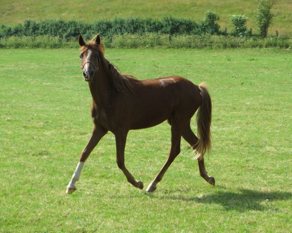 dressage horse Nadira (German Riding Pony, 2021, from Fs Numero Uno)