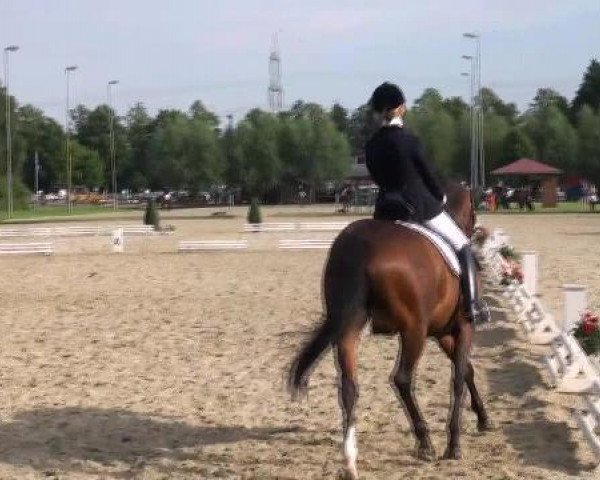 dressage horse Gyron D (Trakehner, 2005, from Prestige xx)