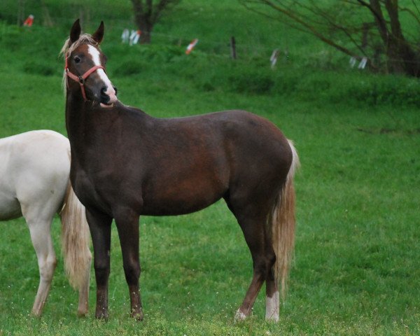 dressage horse Naomi (Westphalian, 2020, from Fs Numero Uno)