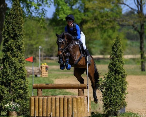 eventing horse Diarado's Hit W (Holsteiner, 2017, from Diarado)