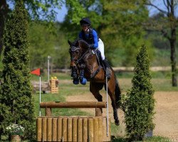 eventing horse Diarado's Hit W (Holsteiner, 2017, from Diarado)