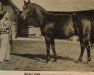 stallion Beau Gar xx (Thoroughbred, 1950, from Count Fleet xx)