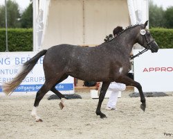 Pferd Normandie (Deutsches Reitpony, 2014, von Fs Numero Uno)