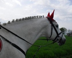 dressage horse LA's Little Grey (Holsteiner, 2002, from Landjunge)