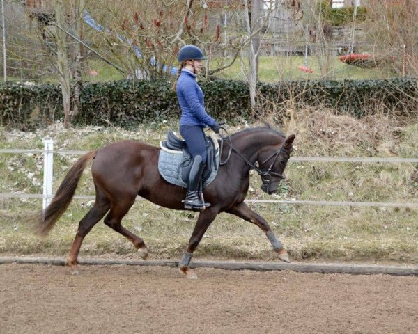 dressage horse Nevada (German Riding Pony, 2015, from Fs Numero Uno)