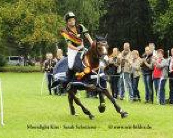 jumper Moonlight Kiss (German Riding Pony, 2005, from Mac Namara)
