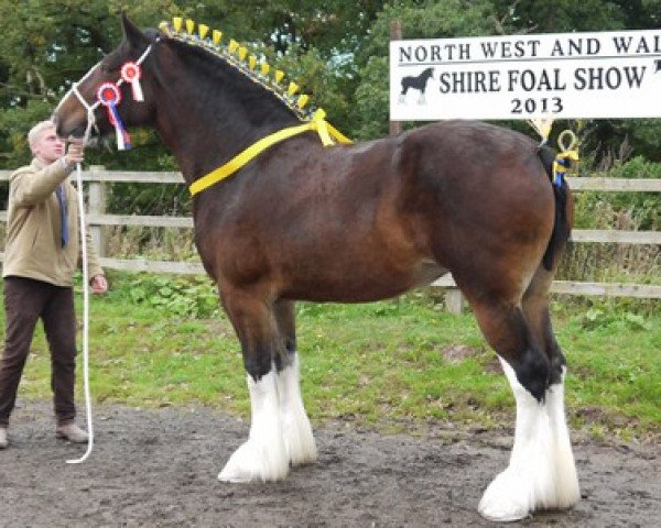 broodmare Phoenix Gemma (Shire, 2009, from Penrhos Braveheart)