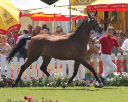 broodmare Fanfare (Westphalian, 2009, from Florestan I)