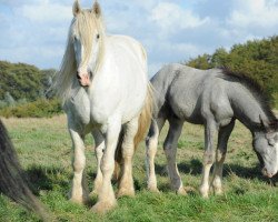 broodmare Metheringham Upton Poppet (Shire, 2000, from Fairmead King Arthur)