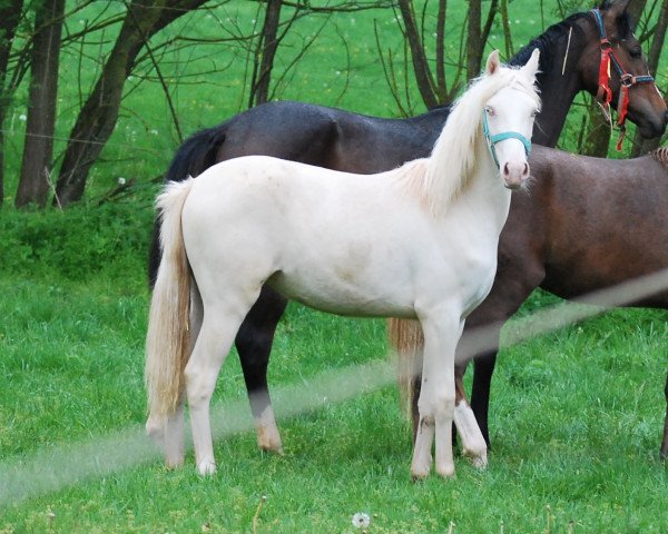 dressage horse Grace (Westphalian, 2020, from Golden Grey NRW)