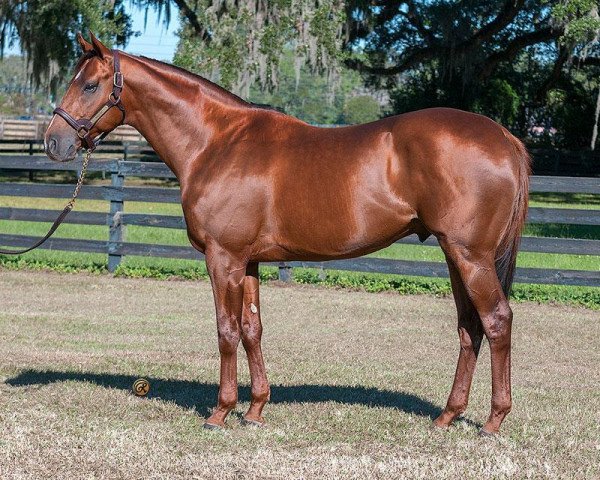 stallion Noble Bird xx (Thoroughbred, 2011, from Birdstone xx)