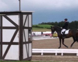 dressage horse San Marlo (Hanoverian, 2005, from Sandro Hit)