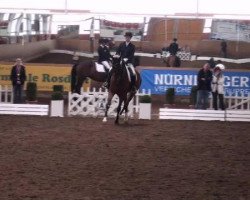 dressage horse Fitzgerald (Westphalian, 2002, from Freudenfest)