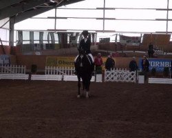 dressage horse Dream of Beauty (Hanoverian, 2003, from Dream of Glory)