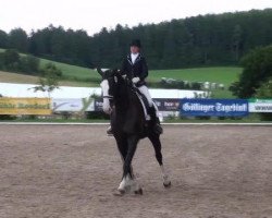 dressage horse Wauthi 13 (Hanoverian, 2004, from Weltmeyer)