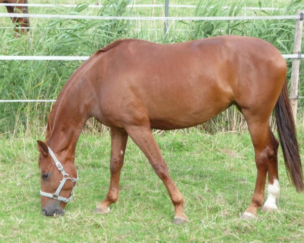 dressage horse Dolce Vita R (Württemberger, 2004, from Dornenkönig)