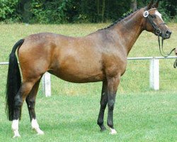 broodmare Kaiserflair (Trakehner, 1997, from Manrico)