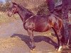 horse Tugend (Trakehner, 1967, from Burnus AA)