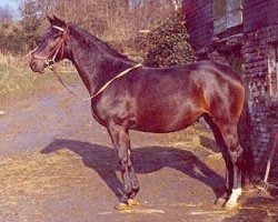 broodmare Tugend (Trakehner, 1967, from Burnus AA)