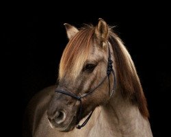 dressage horse Lieblingslui (Danish Warmblood, 2009)