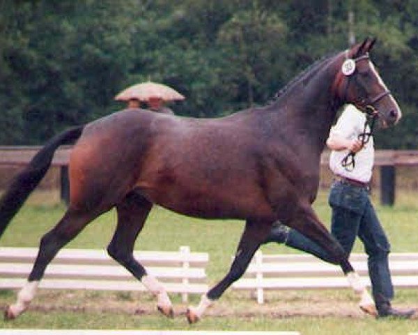 Zuchtstute Kasita (Trakehner, 1992, von Maestro)