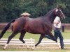 broodmare Kasita (Trakehner, 1992, from Maestro)