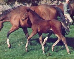 stallion Kasparow (Trakehner, 1989, from Upan la Jarthe AA)