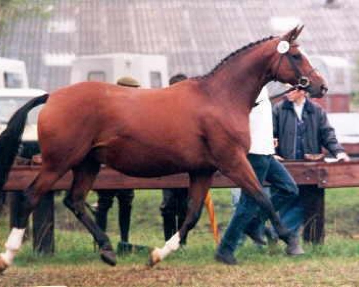 broodmare Kassuben (Trakehner, 1984, from Enrico Caruso)