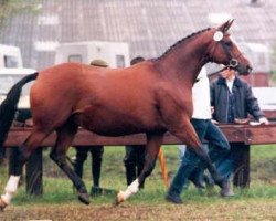 broodmare Kassuben (Trakehner, 1984, from Enrico Caruso)