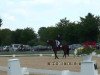 dressage horse Lombard 194 (Rhinelander, 2003, from Lord Loxley I)