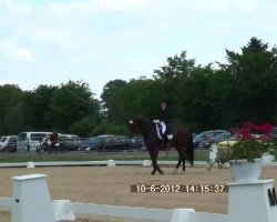 dressage horse Lombard 194 (Rhinelander, 2003, from Lord Loxley I)